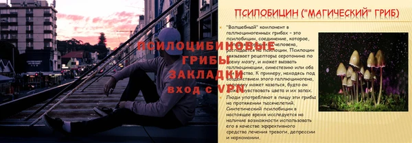 PSILOCYBIN Каменногорск